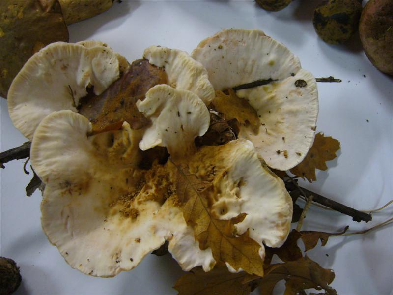 Aphillo2 (Abortiporus biennis)